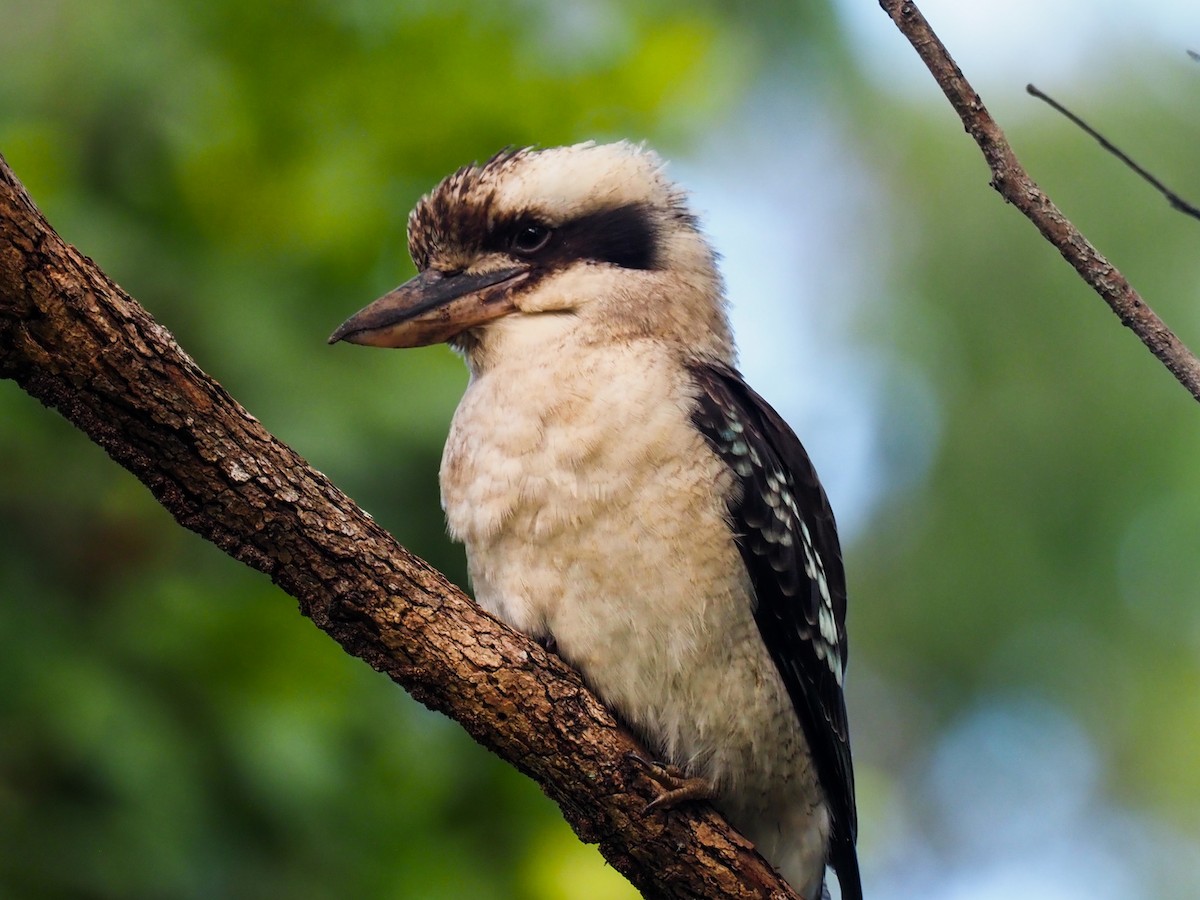 Laughing Kookaburra - ML620763805