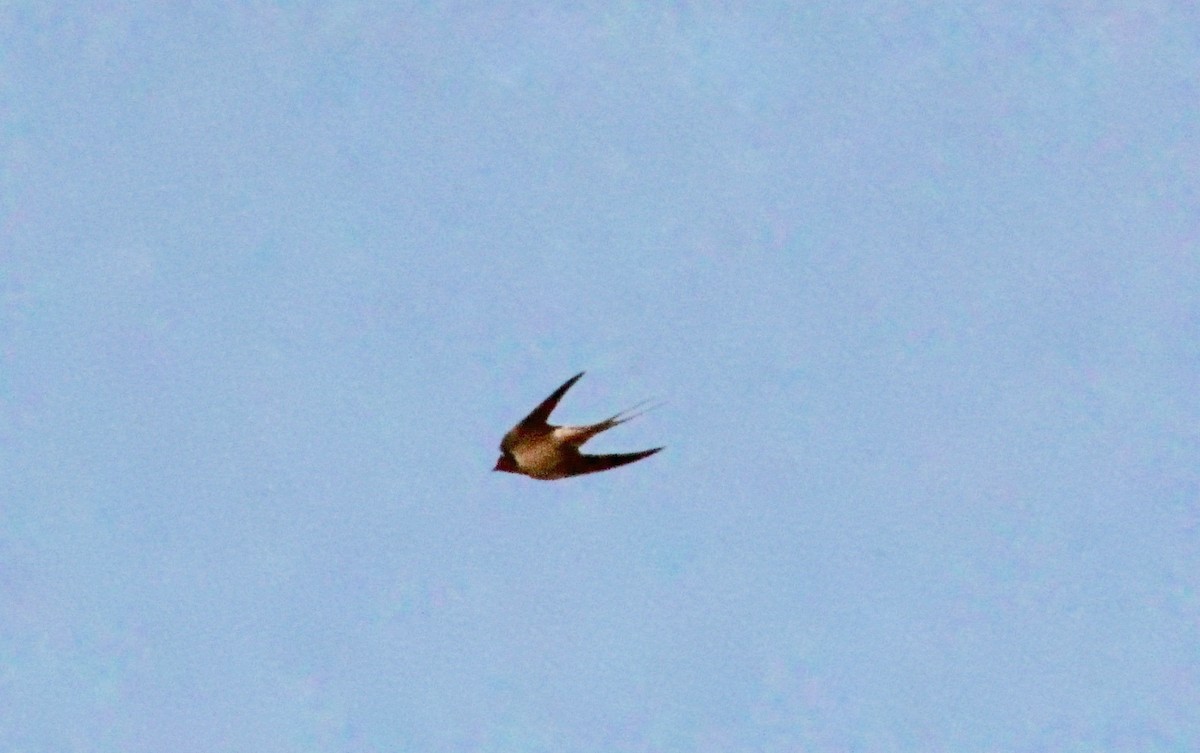 Barn Swallow - ML620763806