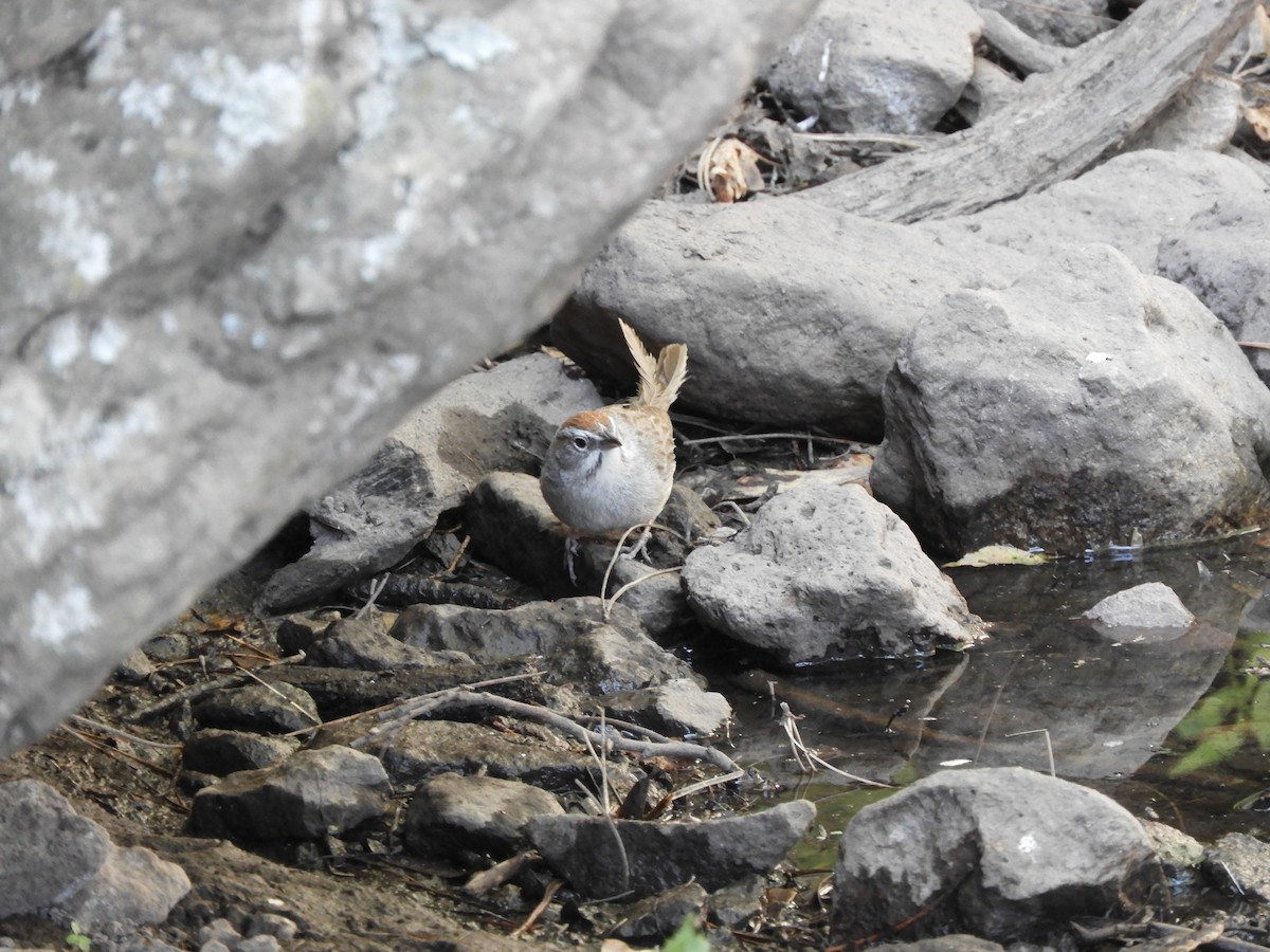 Rufous-crowned Sparrow - ML620763808