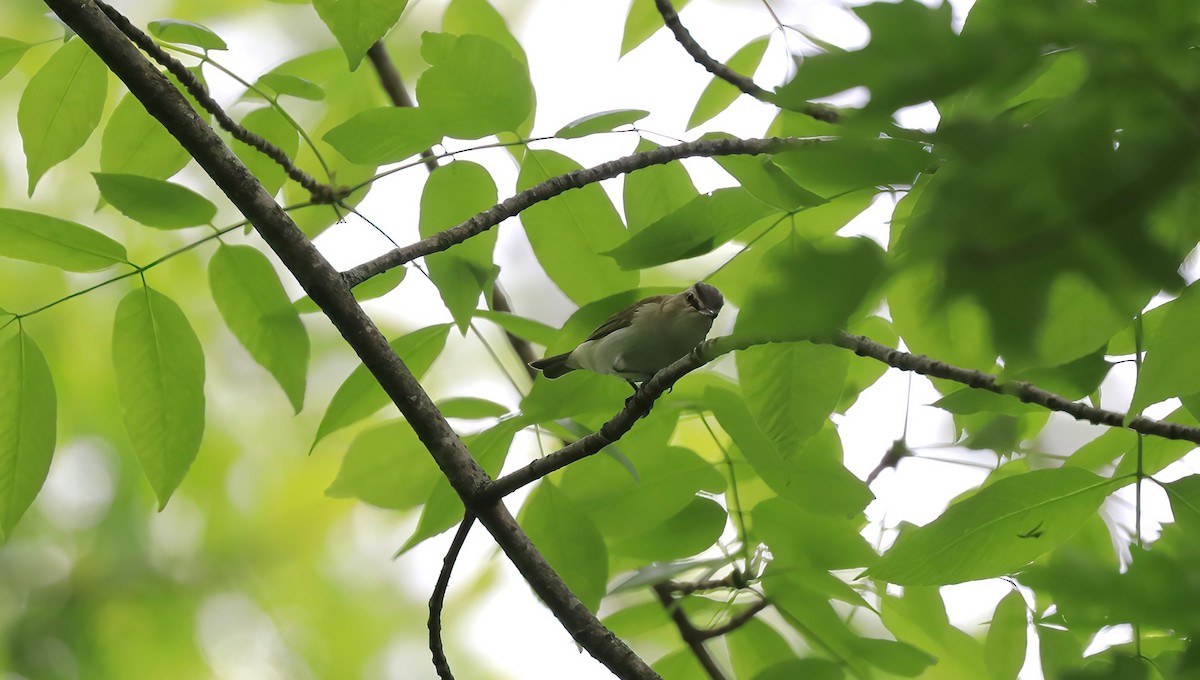 Red-eyed Vireo - ML620763810