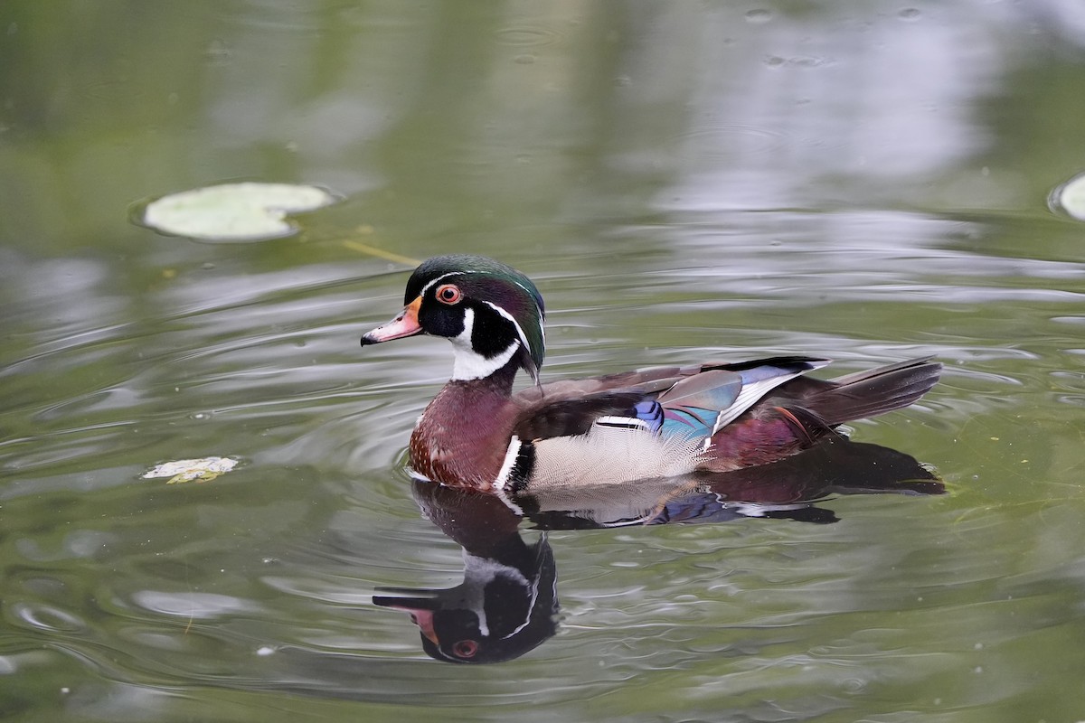 Wood Duck - ML620763813