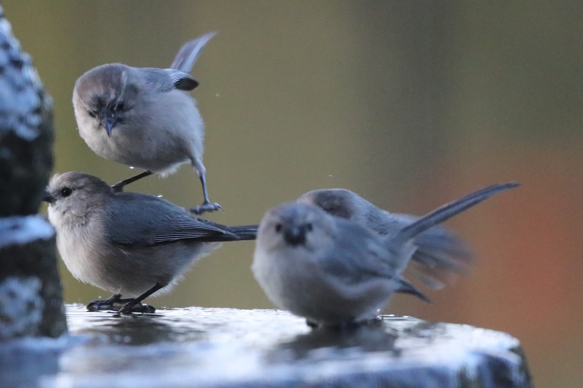 Bushtit - ML620763819