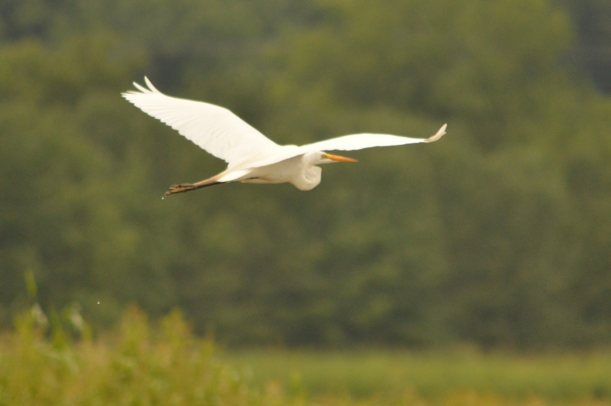Great Egret - Ryan Pudwell