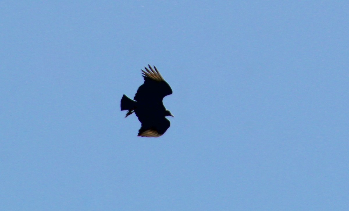 Black Vulture - ML620763827