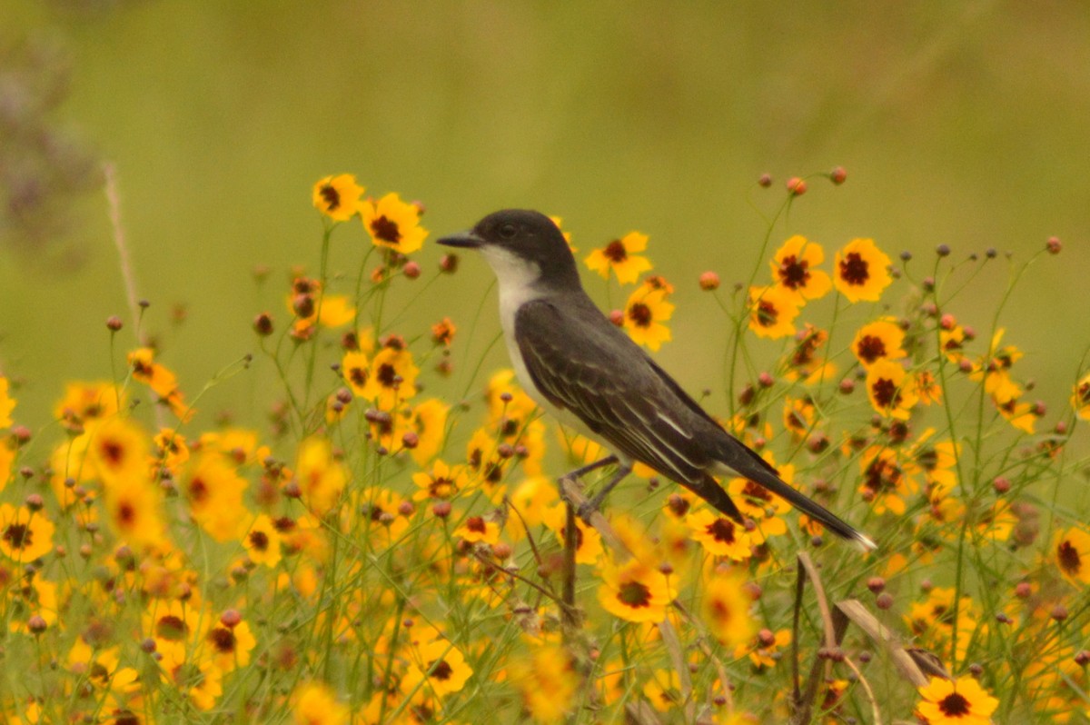 Eastern Kingbird - ML620763828