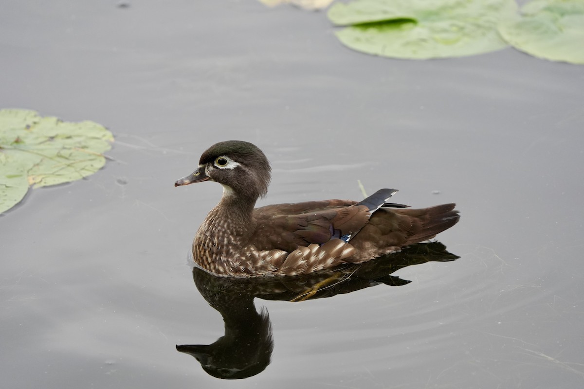 Wood Duck - ML620763829