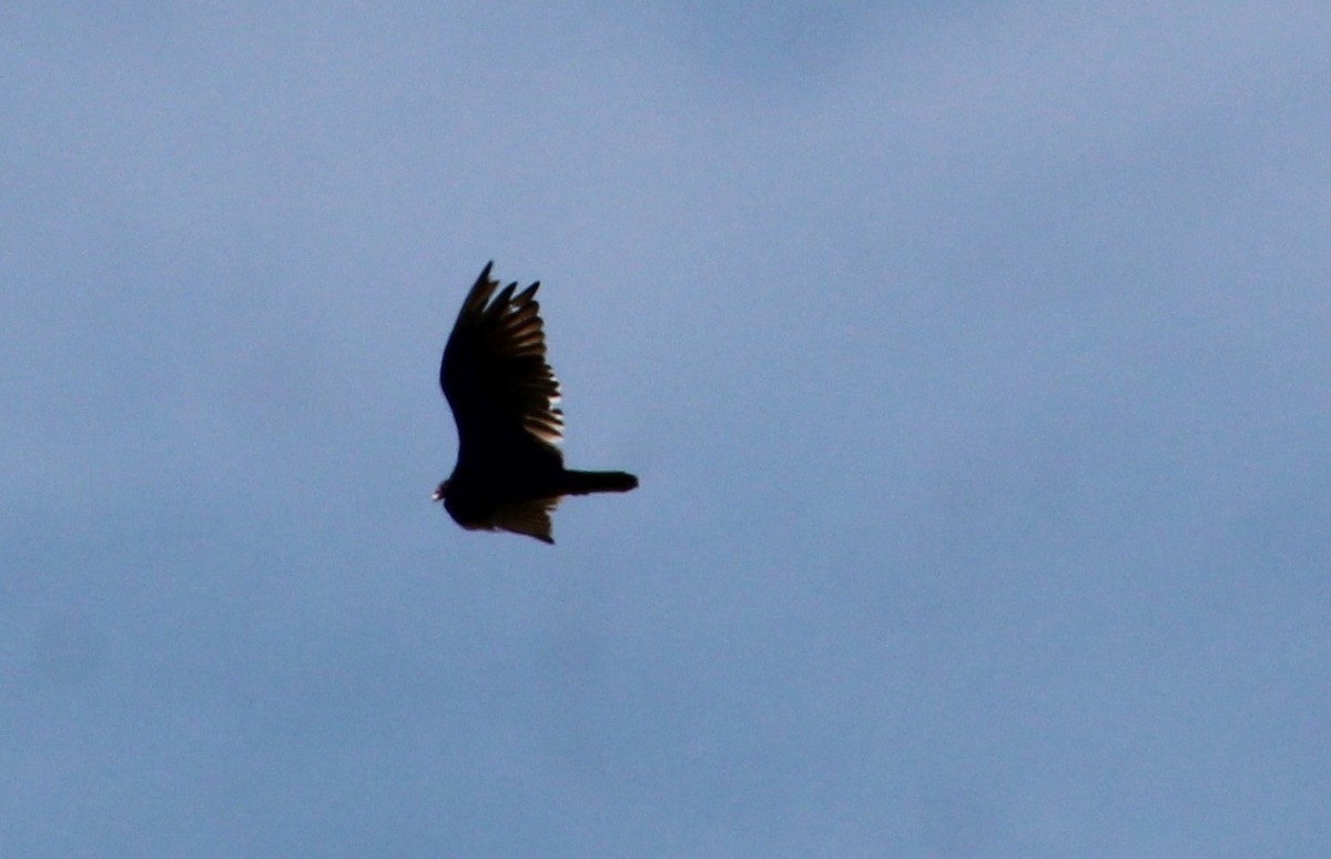 Turkey Vulture - ML620763830