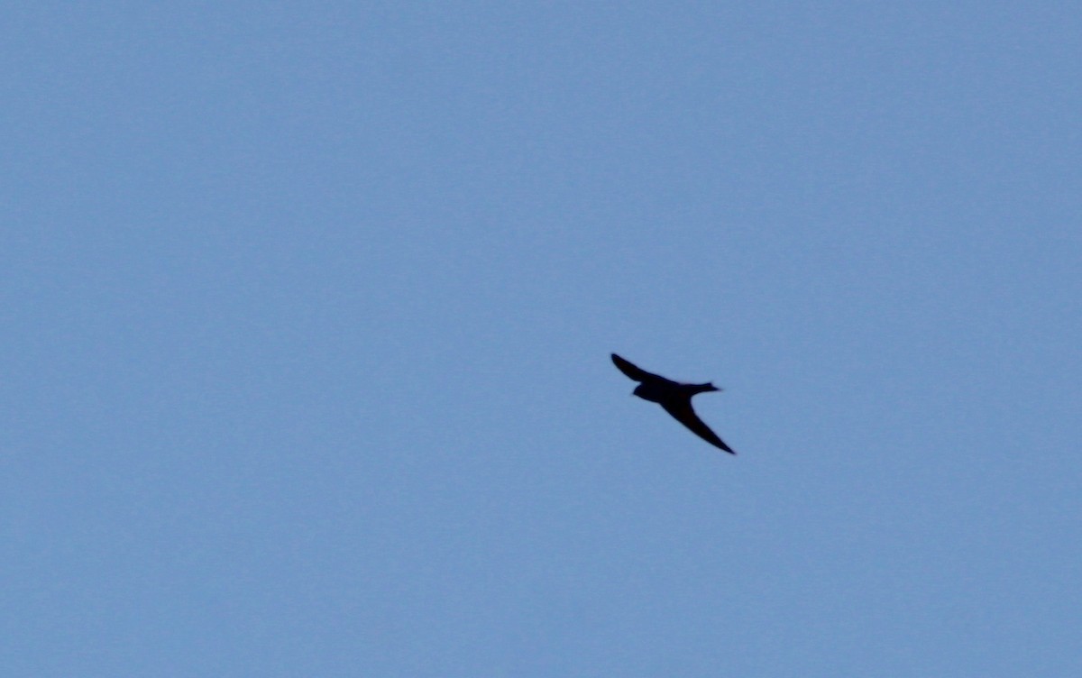 Purple Martin - ML620763835