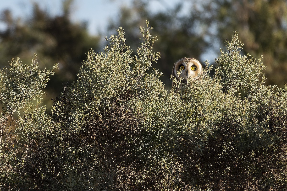 Short-eared Owl - ML620763836