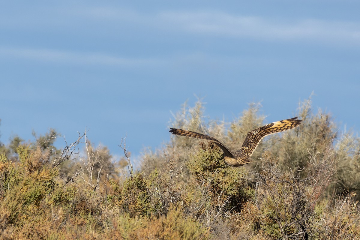 Short-eared Owl - ML620763837