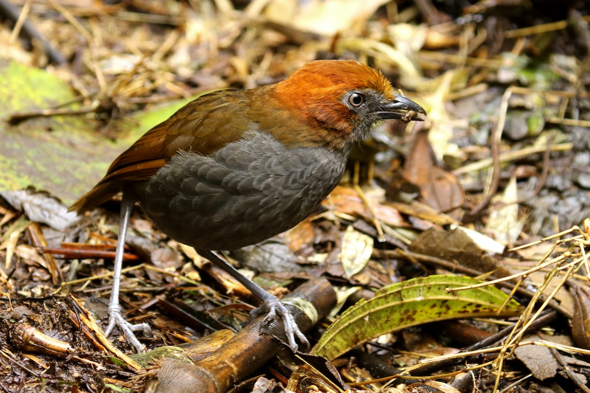 Chestnut-naped Antpitta - ML620763841