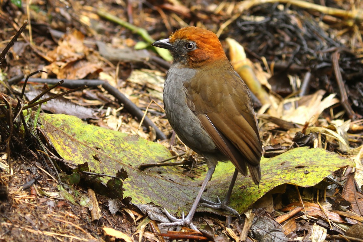 Chestnut-naped Antpitta - ML620763842