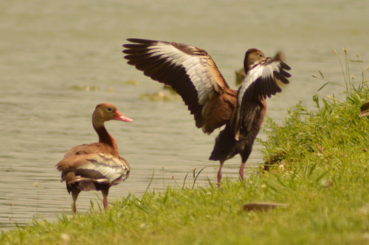 Black-bellied Whistling-Duck - ML620763843