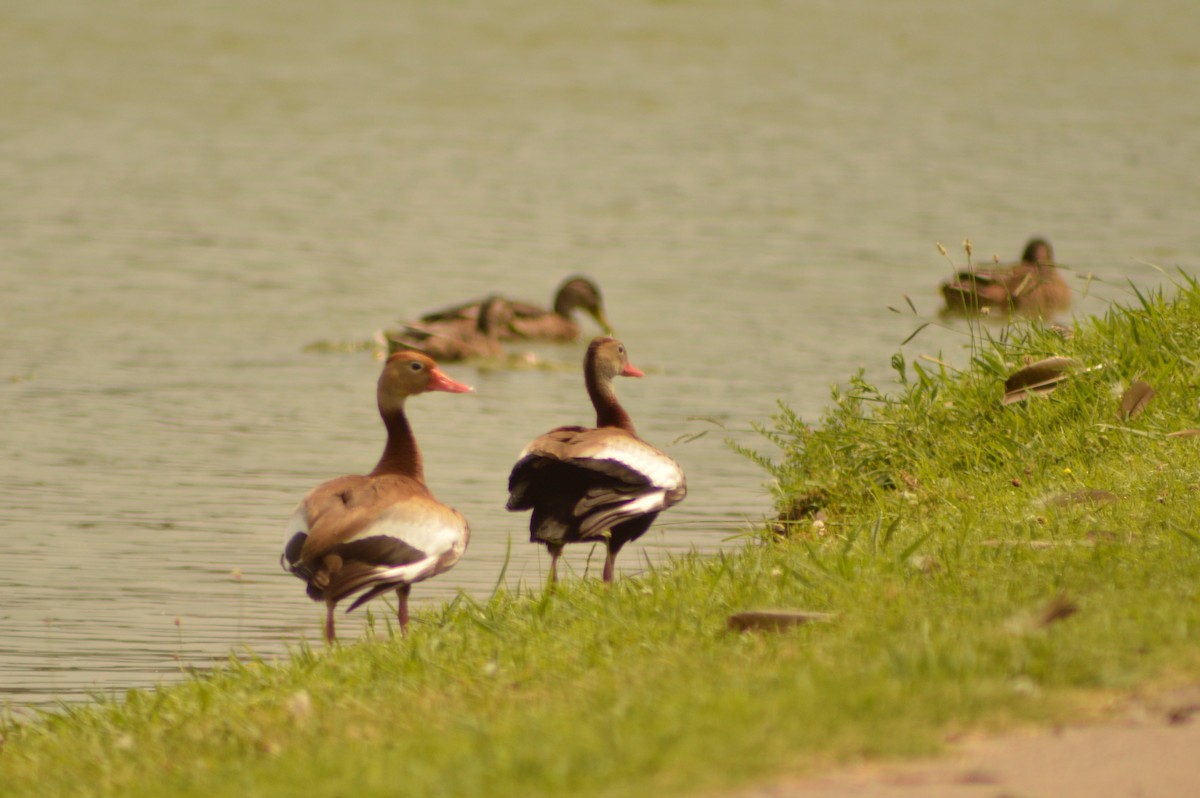 Black-bellied Whistling-Duck - ML620763844