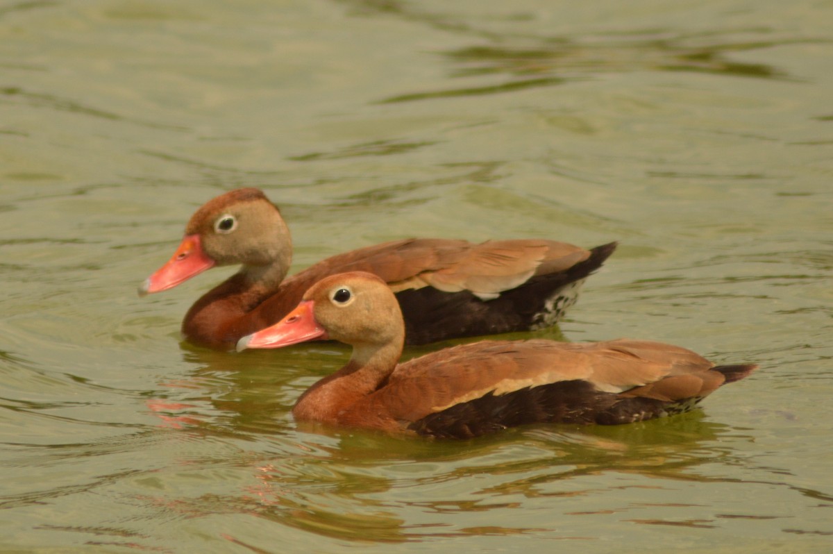 Dendrocygne à ventre noir - ML620763845