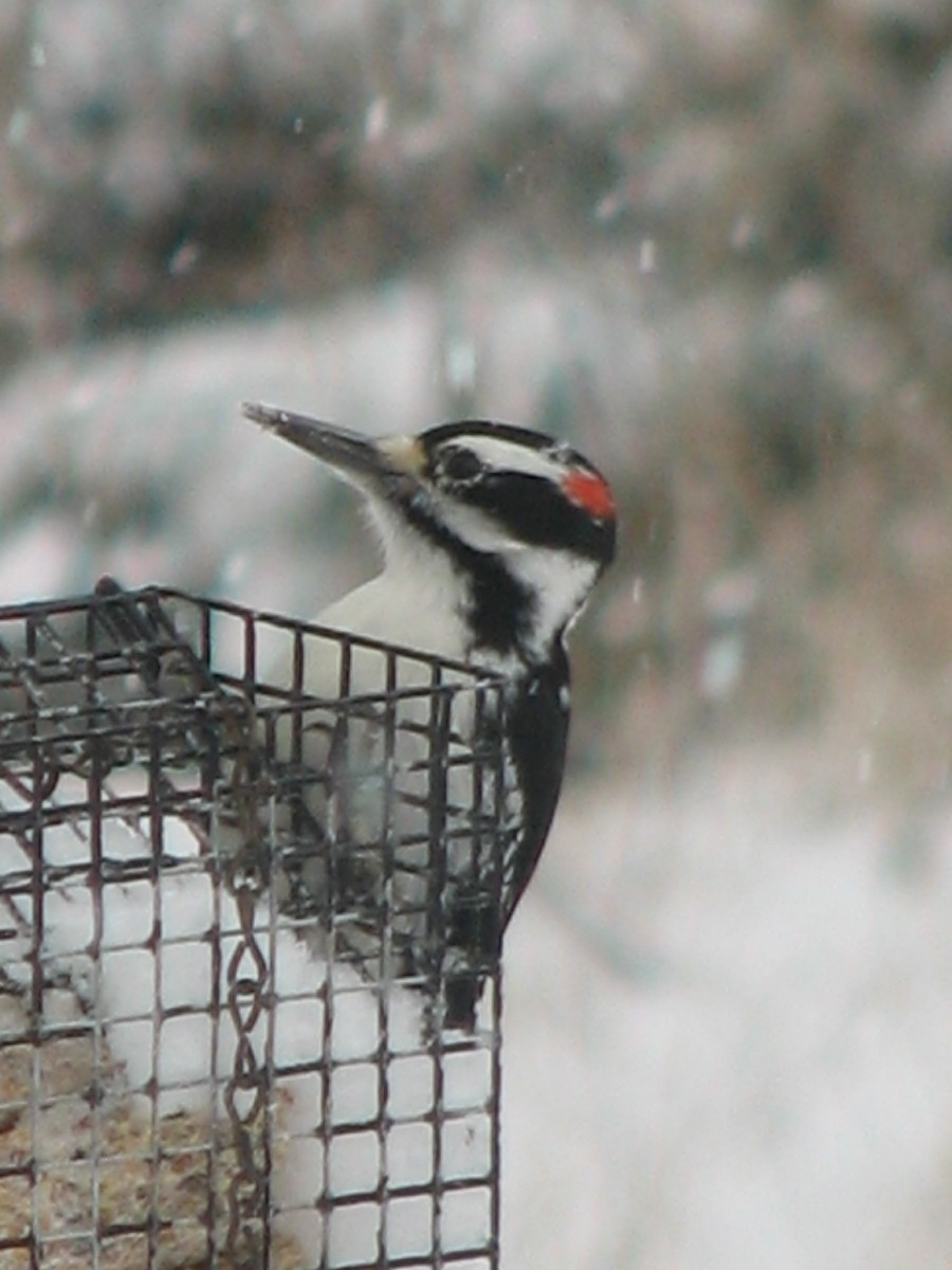 Hairy Woodpecker - ML620763846