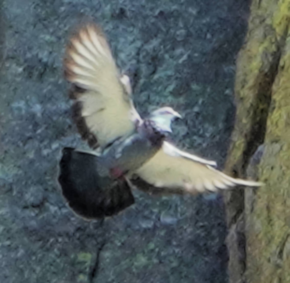Rock Pigeon (Feral Pigeon) - ML620763859