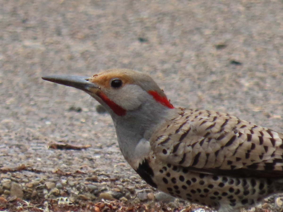 Northern Flicker (Yellow-shafted x Red-shafted) - ML620763861