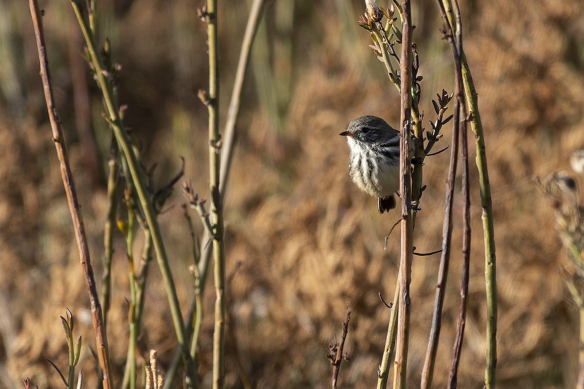 Yellow-billed Tit-Tyrant - ML620763864