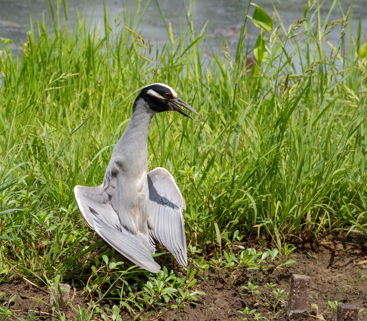 Yellow-crowned Night Heron - ML620763867