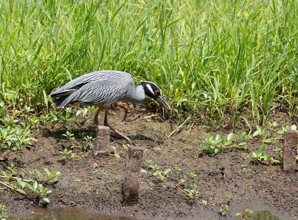 Yellow-crowned Night Heron - ML620763868