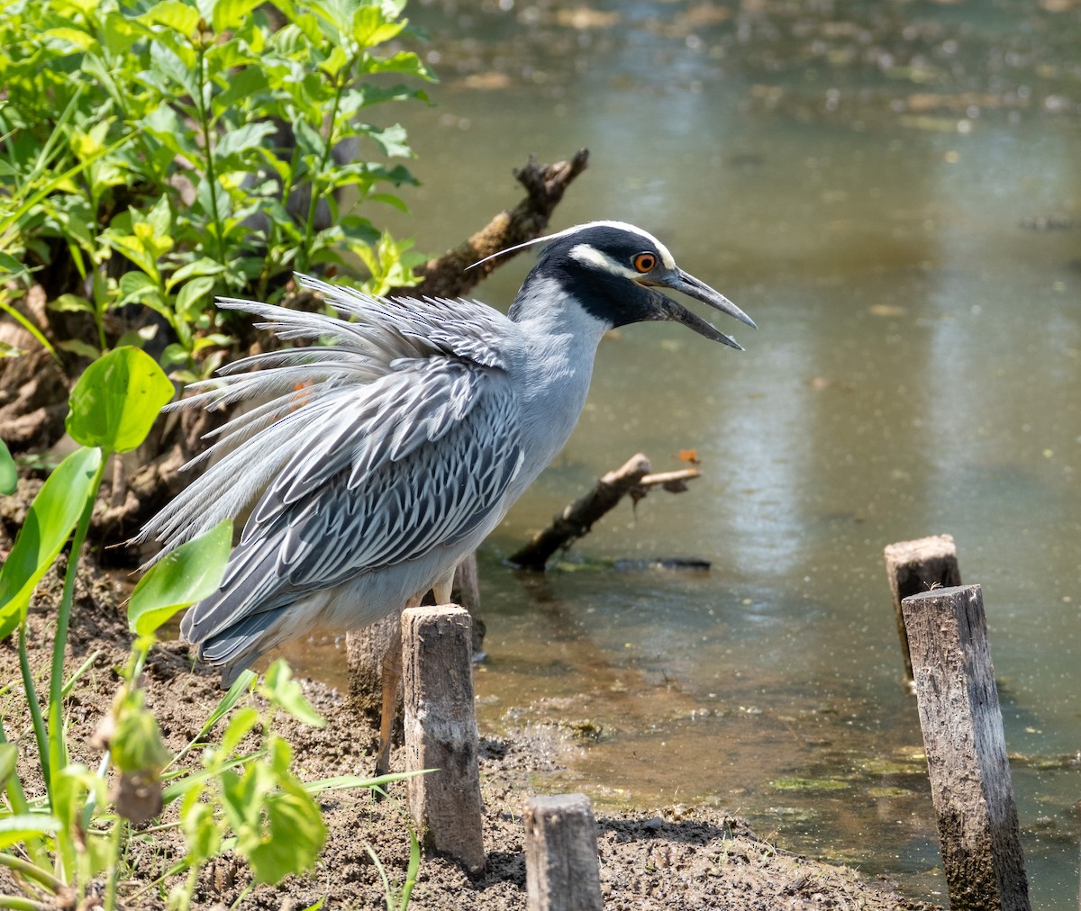 Yellow-crowned Night Heron - ML620763869