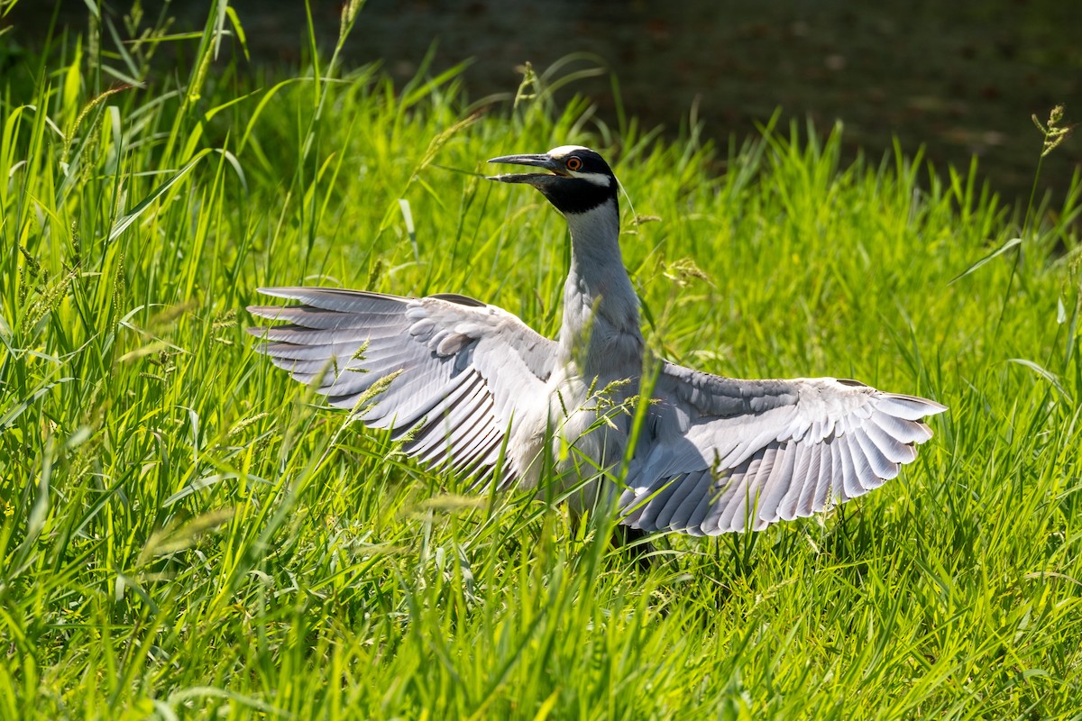 Yellow-crowned Night Heron - ML620763870