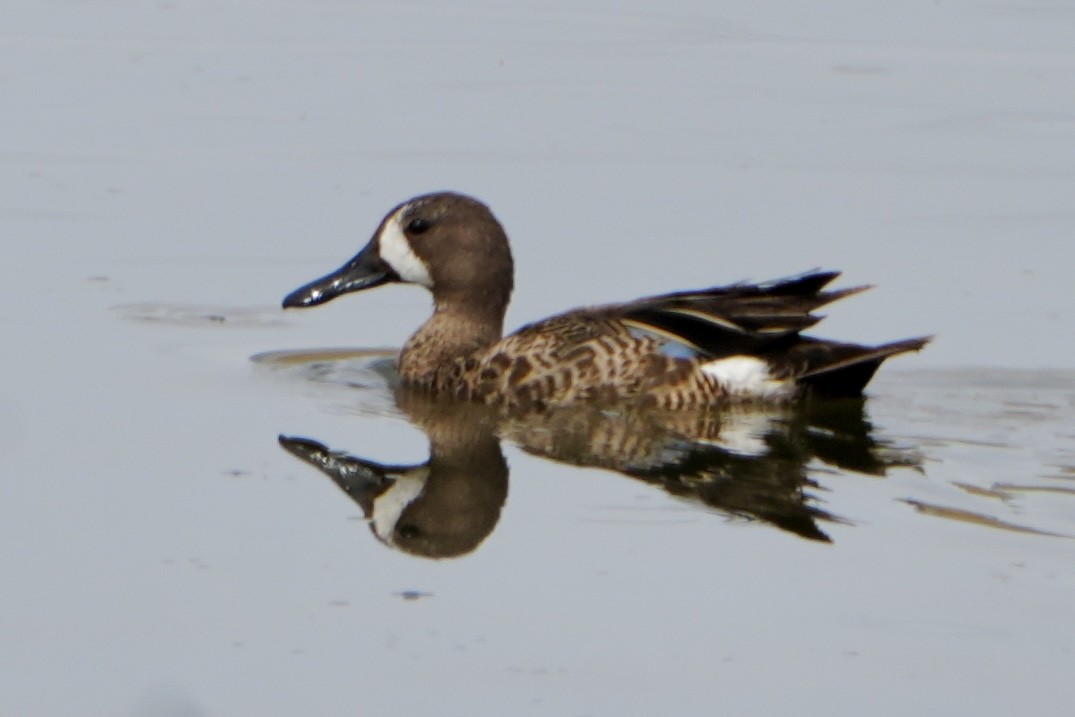Blue-winged Teal - ML620763875