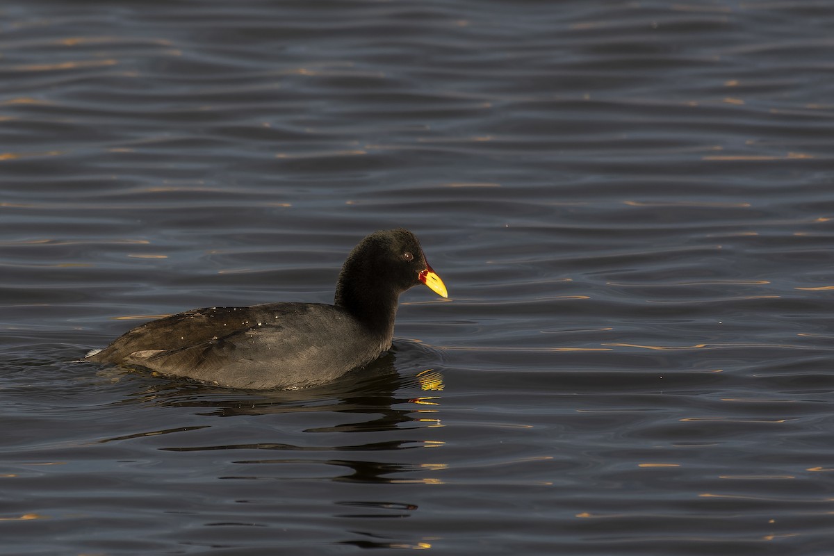 Red-fronted Coot - ML620763876