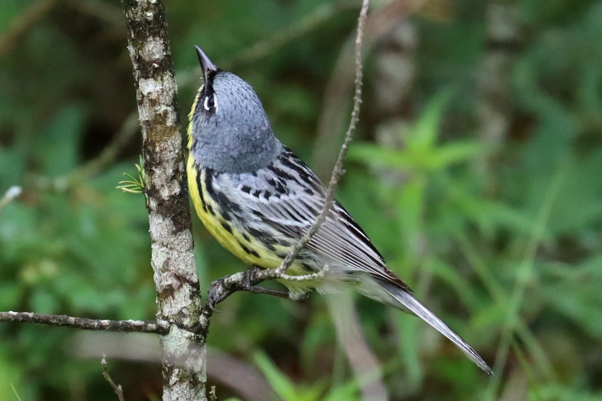 Kirtland's Warbler - ML620763877