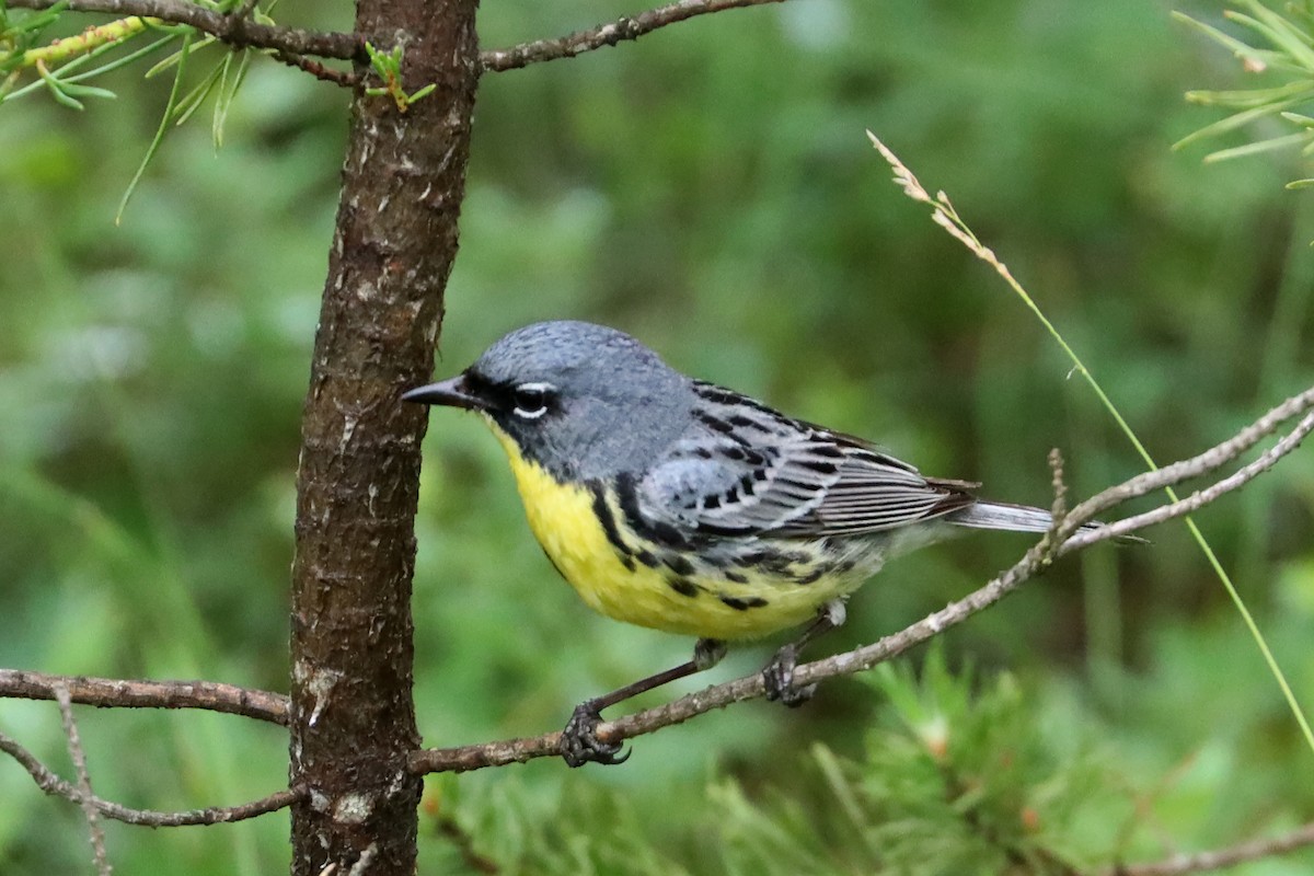 Kirtland's Warbler - ML620763881