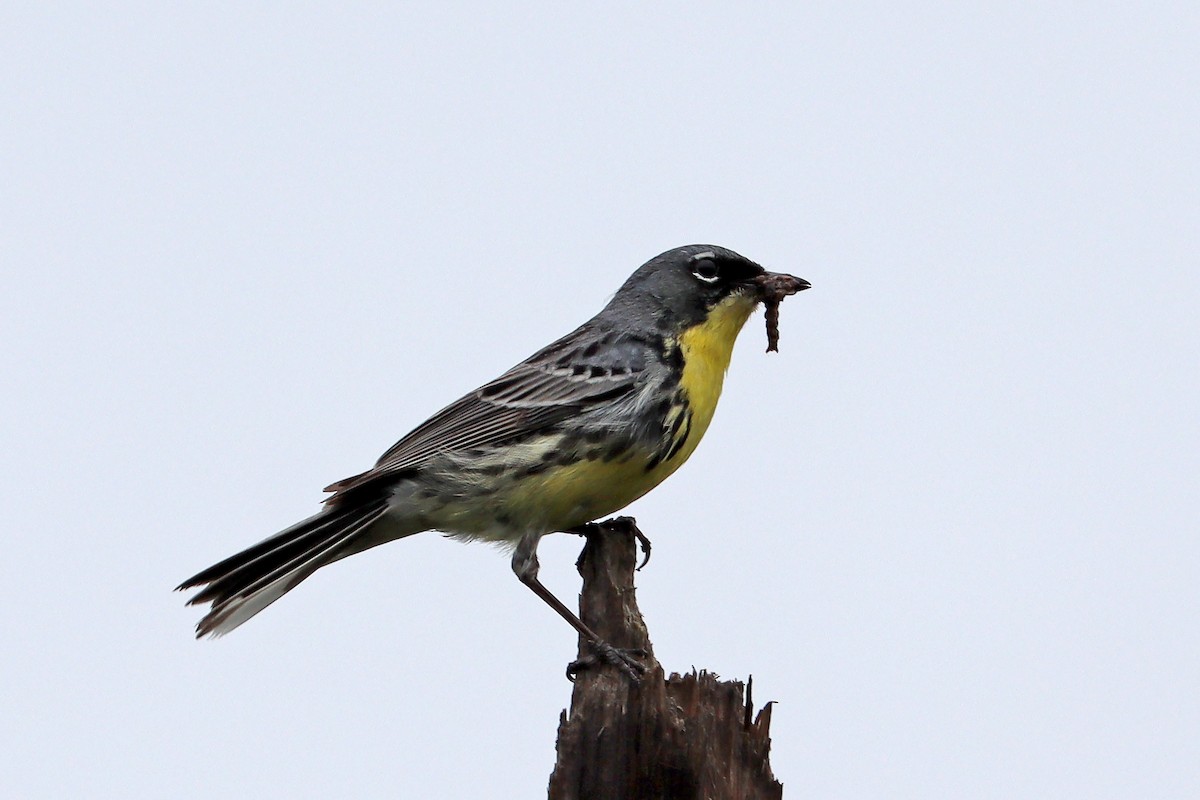 Kirtland's Warbler - ML620763883