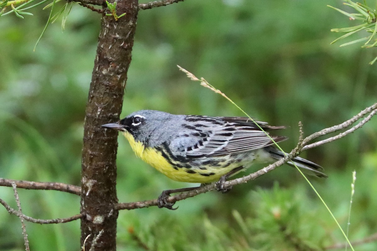 Kirtland's Warbler - ML620763885