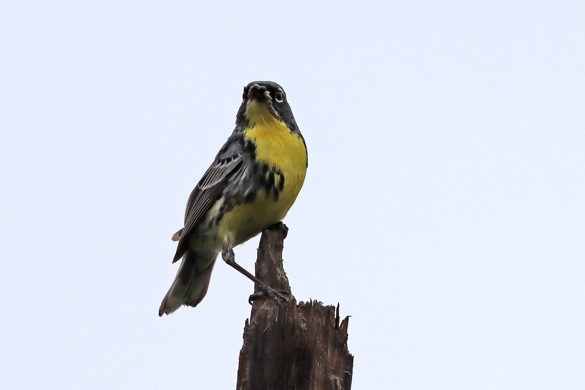 Kirtland's Warbler - ML620763887