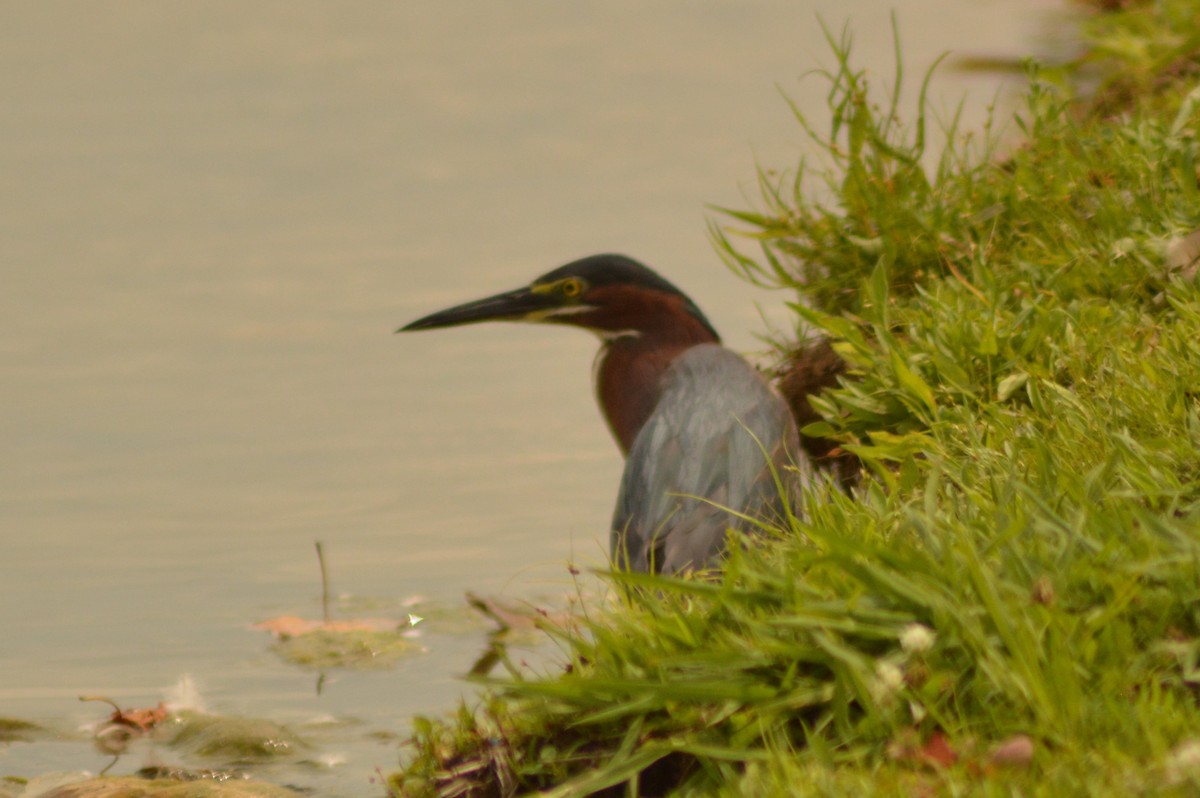 Green Heron - ML620763888