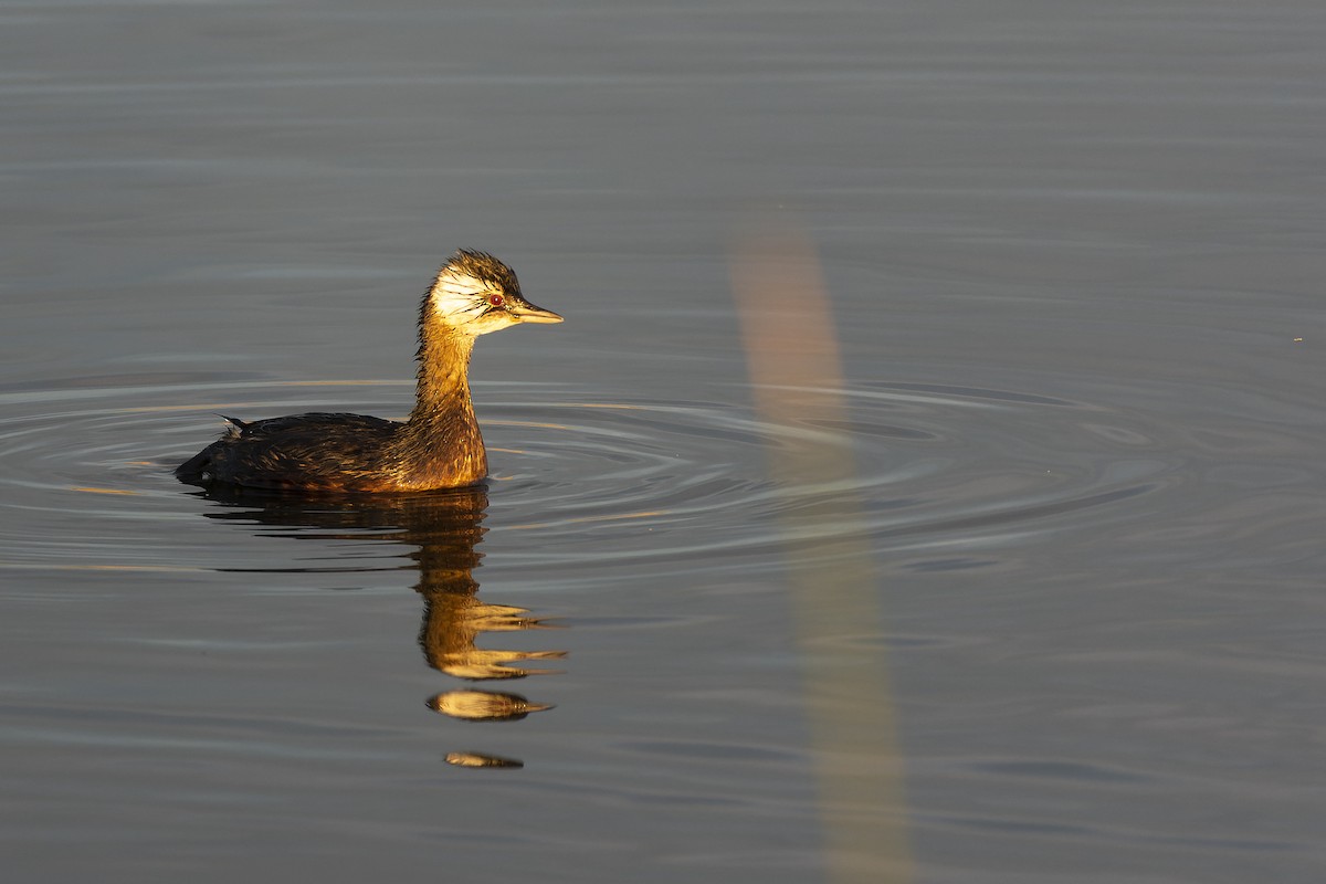 White-tufted Grebe - ML620763891