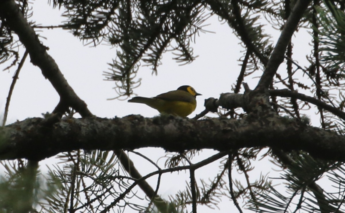 Hooded Warbler - ML620763896