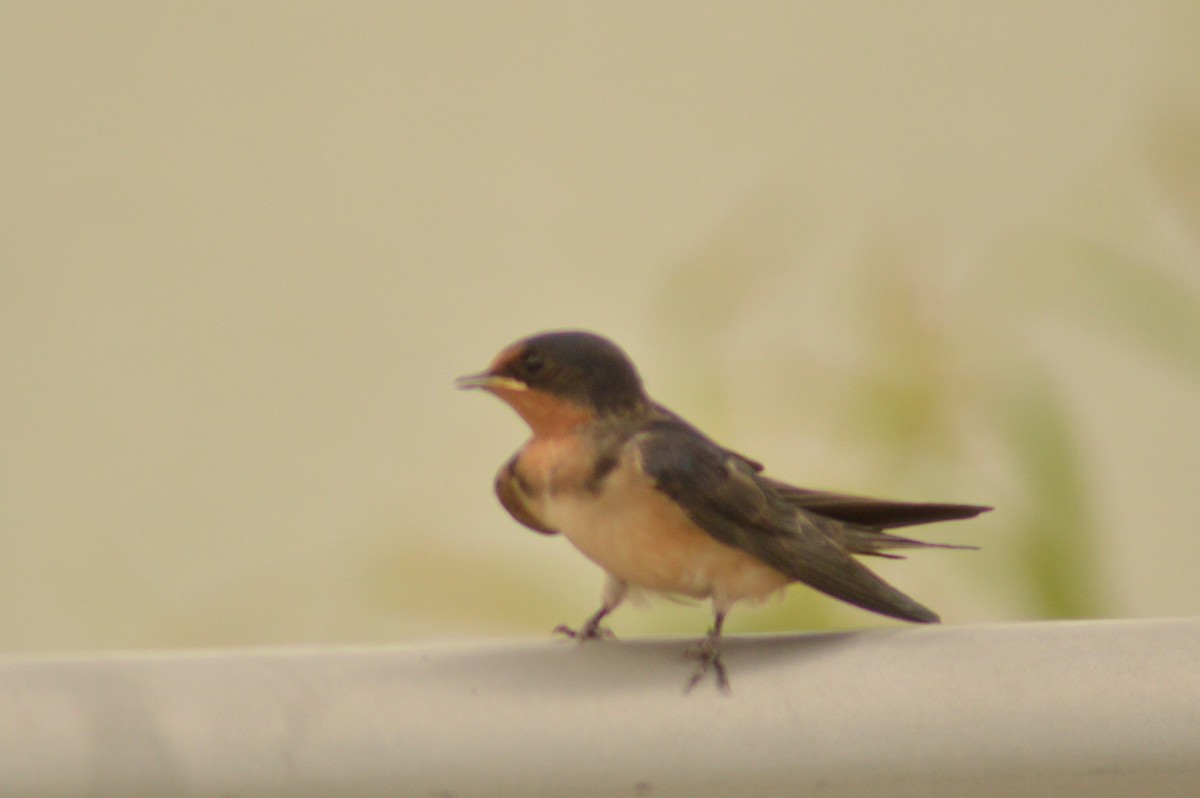 Barn Swallow - ML620763897