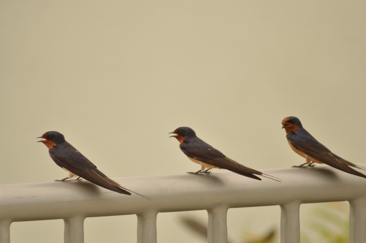 Barn Swallow - ML620763900