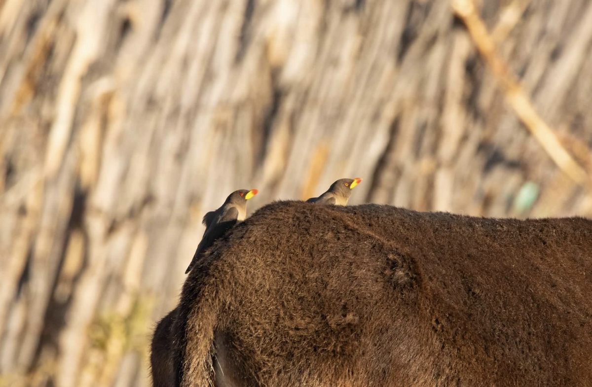 Yellow-billed Oxpecker - ML620763901