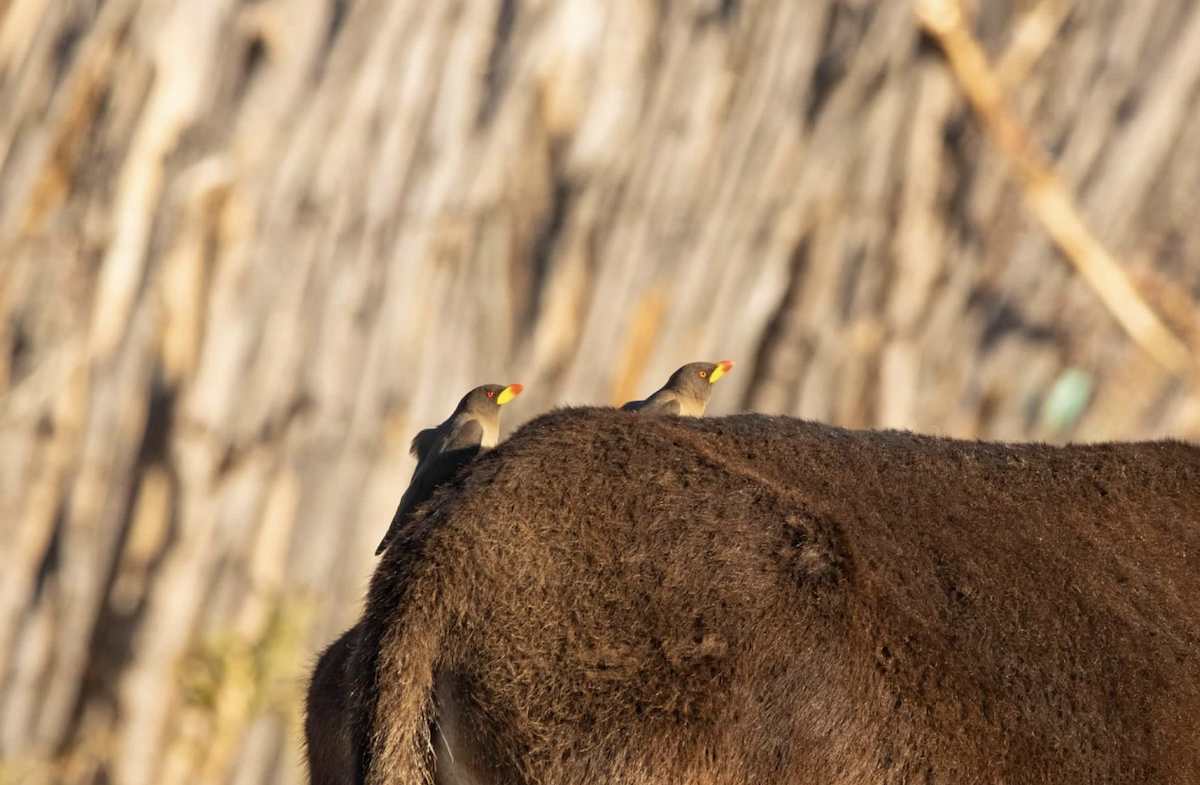 Yellow-billed Oxpecker - sheila rowe