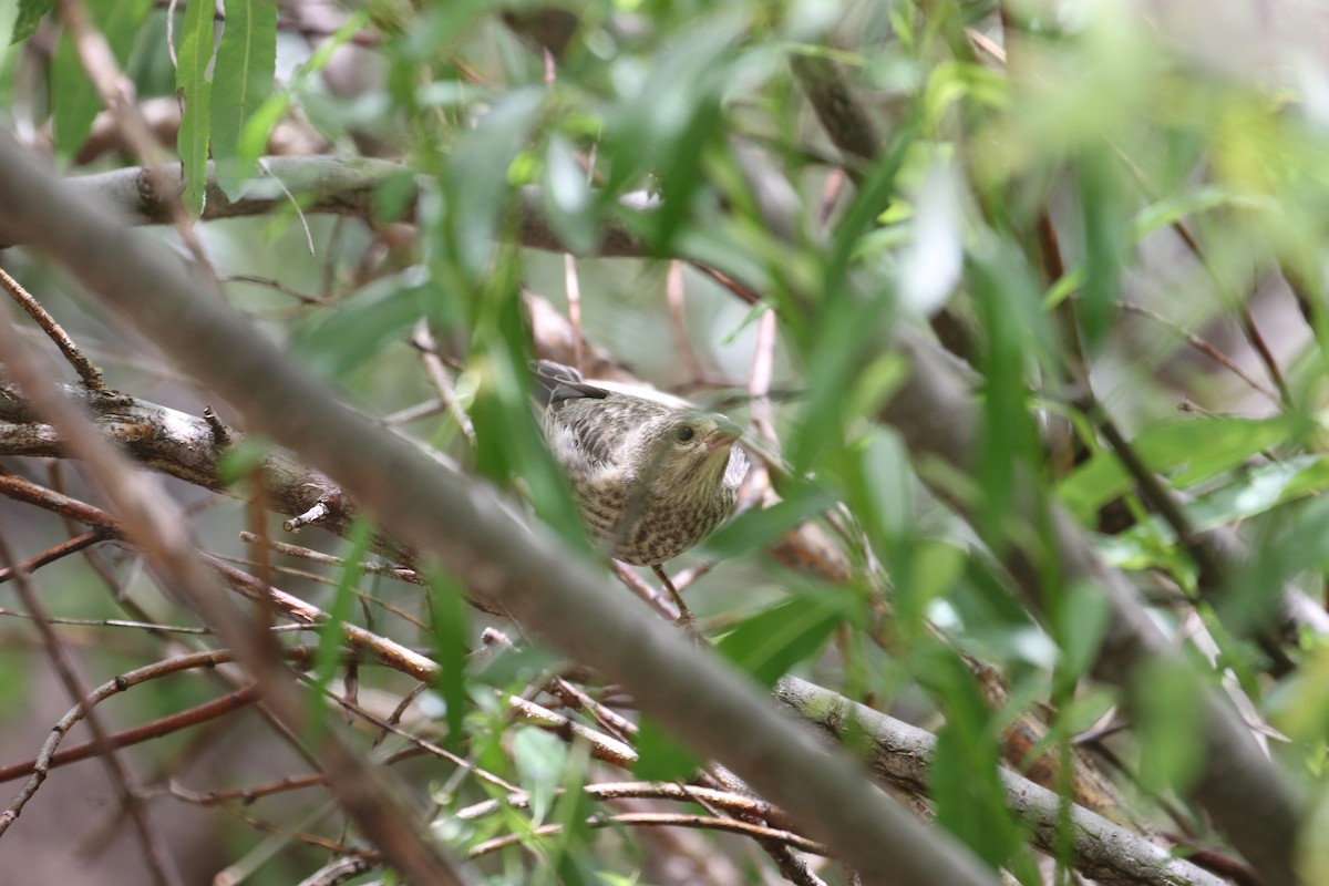 Brown-headed Cowbird - ML620763902