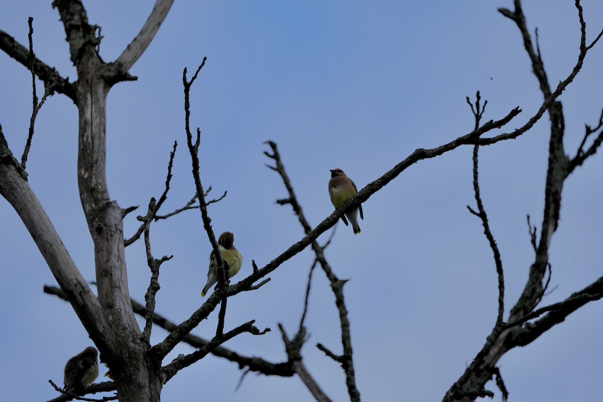 Cedar Waxwing - Anonymous