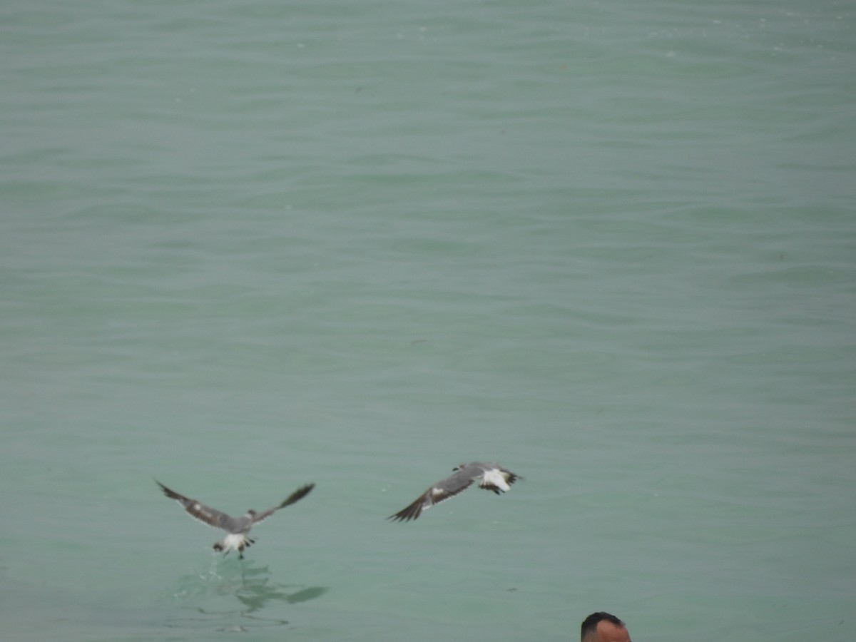 Laughing Gull - ML620763907