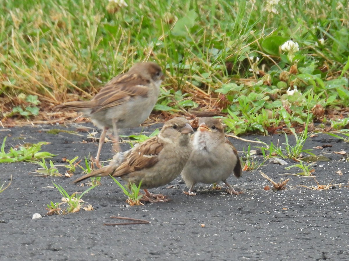 Moineau domestique - ML620763908