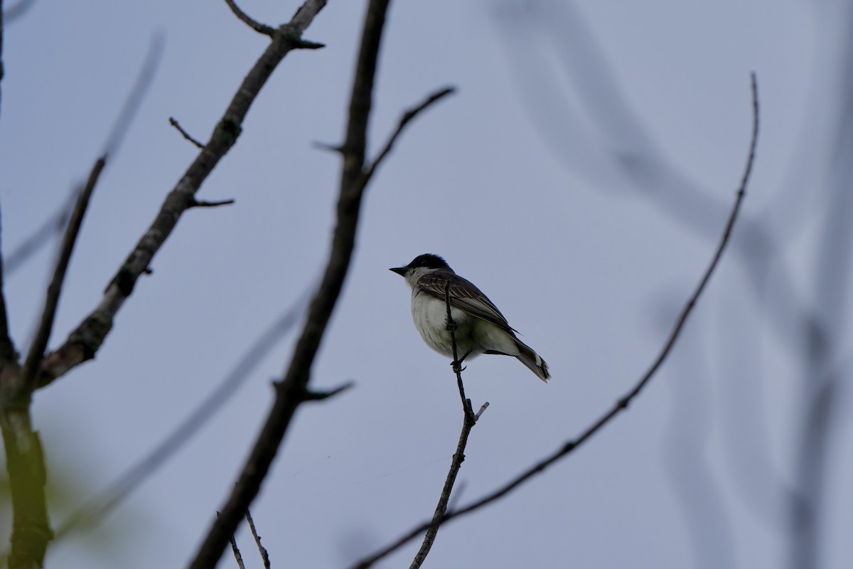 Eastern Kingbird - ML620763926