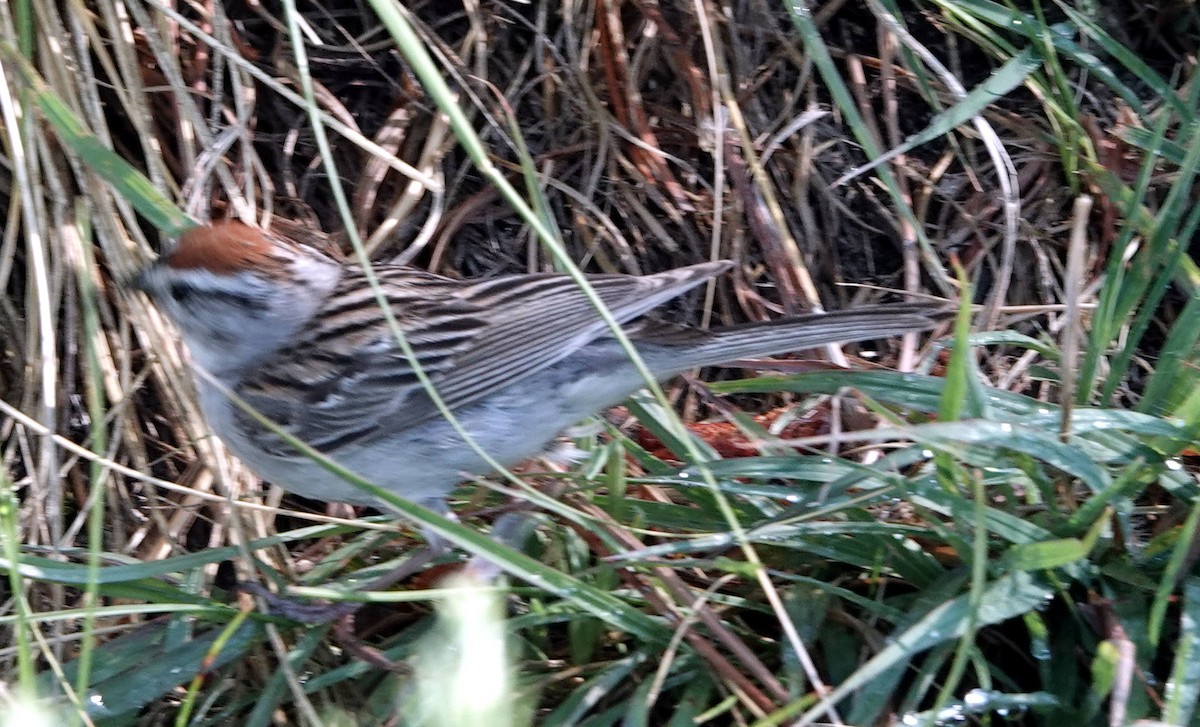 Chipping Sparrow - ML620763929