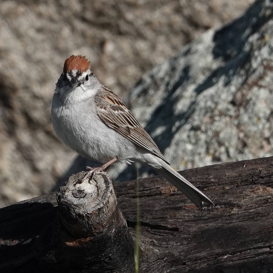 Chipping Sparrow - ML620763930