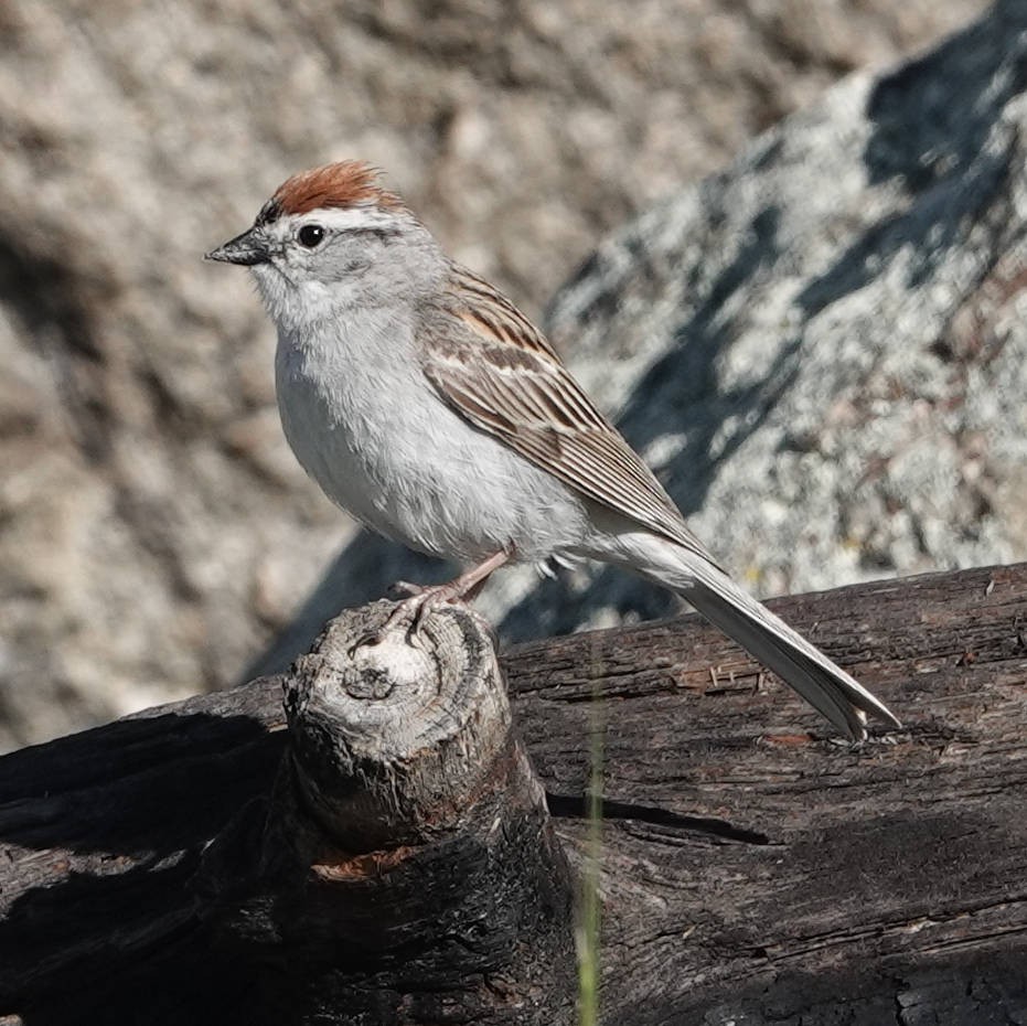 Chipping Sparrow - ML620763931