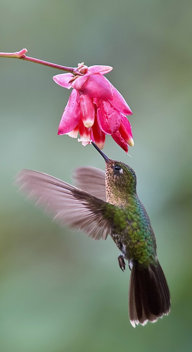 Tyrian Metaltail - William Orellana (Beaks and Peaks)